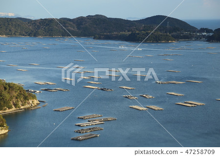 An oyster of insect light [Setouchi City, Okayama Prefecture] 47258709