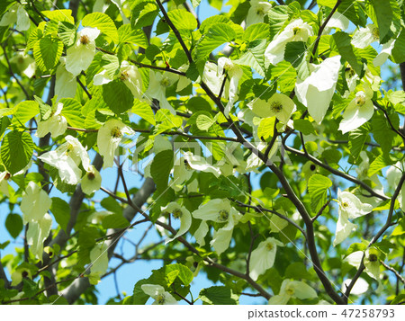 Handkerchief 47258793