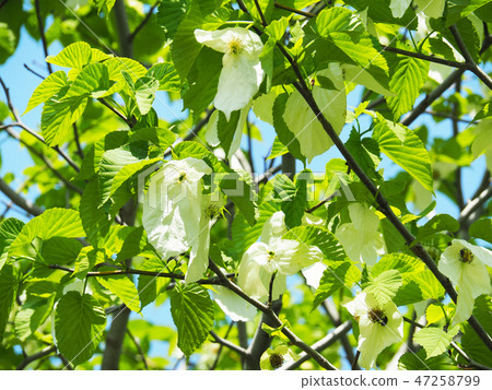 Handkerchief 47258799