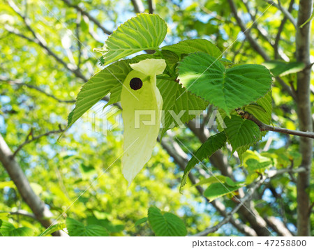 Flowers of handkerchiefs 47258800