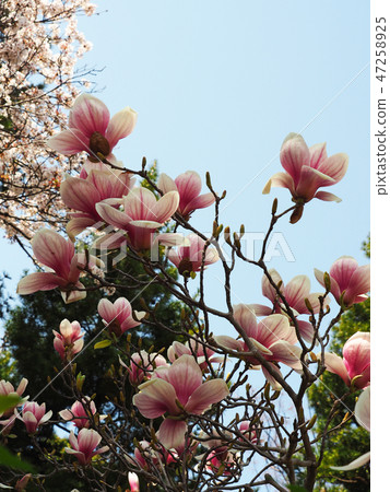 Sotobeniha spider crab 47258925