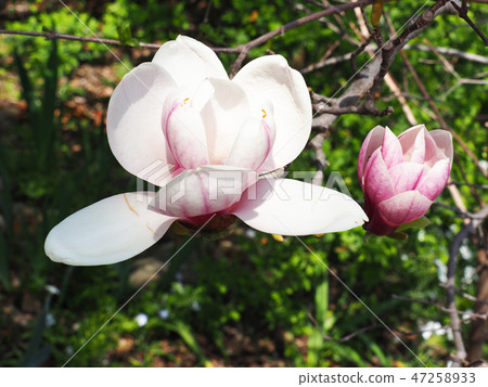 Sotobeniha spider crab 47258933