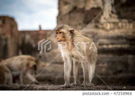 Baby monkeys in Thailand Baby monkeys in Thailand 47258968