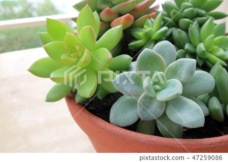 盆栽多肉植物 47259086