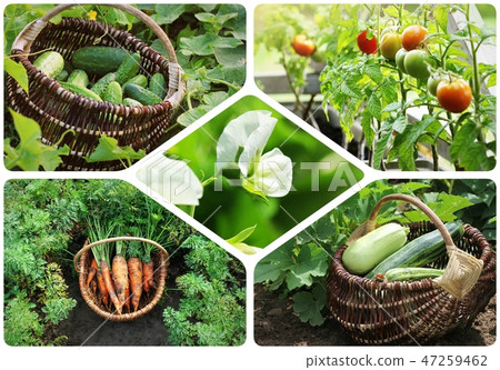 Collage of vegetables - products of vegetable garden. Healthy eating consept. Gardening background Collage of vegetables - products of vegetable garden. Healthy eating consept. Gardening background 47259462