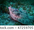 比目魚 47259705