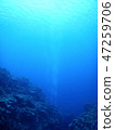 珊瑚海 47259706