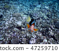 銀蓮花魚 47259710