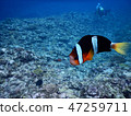 銀蓮花魚 47259711
