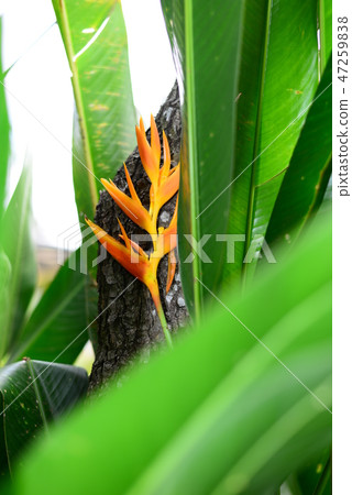 Beautiful Yellow Heliconia flower and Leaves Beautiful Yellow Heliconia flower and Leaves 47259838