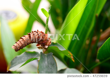 Dried Costus Woodsonii Spiral gingers flower Dried Costus Woodsonii Spiral gingers flower 47259839