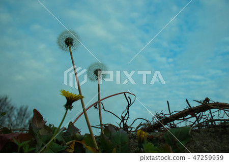 Winter dandelion, Winter dandelion, 47259959