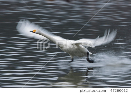Swan flying out 47260012
