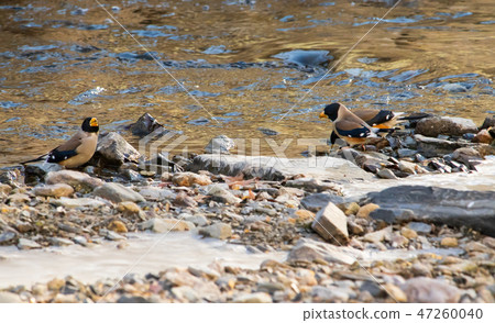 Cute mille bear drinking water, birdsong Cute mille bear drinking water, birdsong 47260040