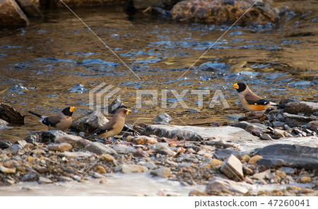 Cute corn borer on winter waterside, birdwatch Cute corn borer on winter waterside, birdwatch 47260041