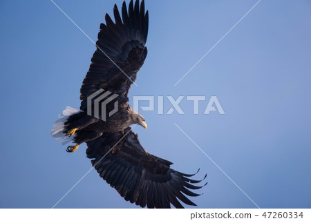 Shiretoko The King of the Sky Shiretoko The King of the Sky 47260334