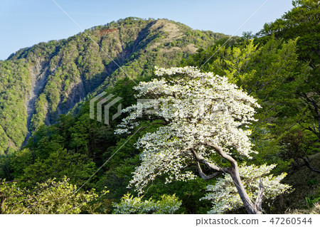 白色熱帶杜鵑花盛開的Tanzawa山脊線 47260544