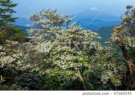 從在寺廟Yashio杜鵑花開花的Tanzawa山脊看見的富士山 47260545