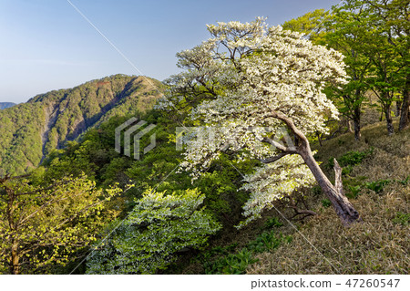 白色熱帶杜鵑花盛開的Tanzawa山脊線 47260547