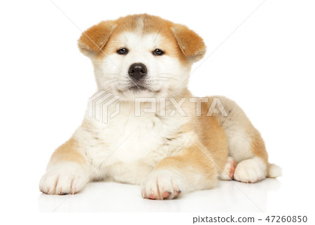 Japanese Akita-inu puppy on white background 47260850