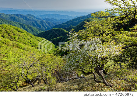 Fresh green mountain range seen from the Tanzawa mountain ridge where the white palm Otsutsuji blooms 47260972