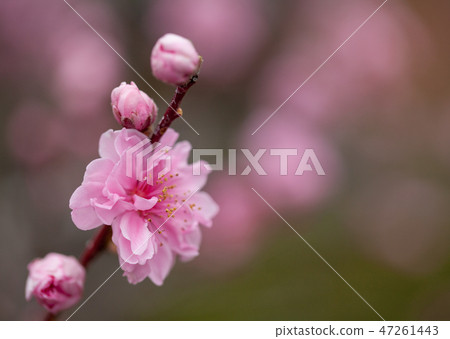 Cherry Blossoms Cherry Blossoms 47261443