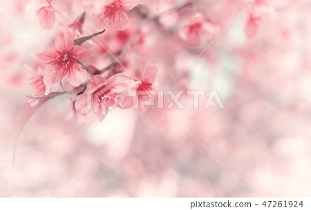 Sakura of Thailand on blurred bokeh background Sakura of Thailand on blurred bokeh background 47261924