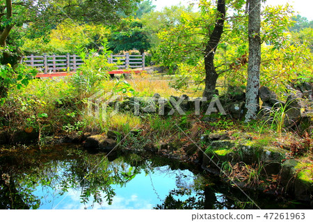 A lotus flower, a pond, A lotus flower, a pond, 47261963