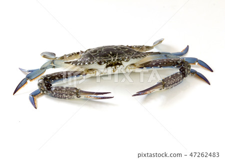 Flower crab, Blue crab, Blue swimmer crab  47262483