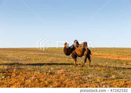 one two-humped camel walks in the Gobi desert one two-humped camel walks in the Gobi desert 47262582