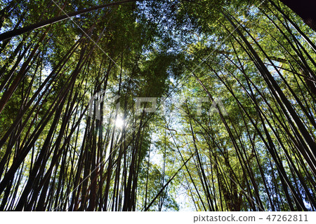 <Image>竹林 47262811