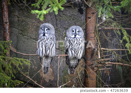Great gray owls sits on a tree Great gray owls sits on a tree 47263639