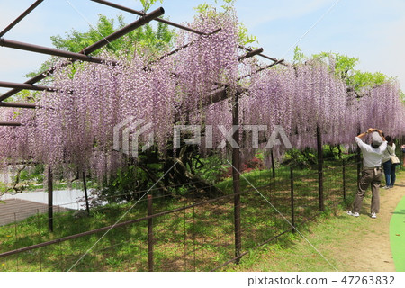 Shohoji Fuji 47263832