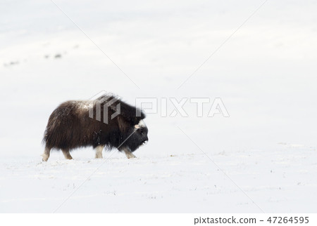 Musk Ox walking in snow during cold winter Musk Ox walking in snow during cold winter 47264595