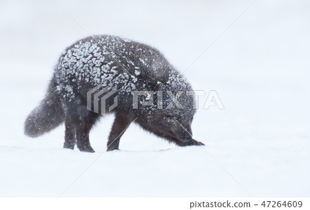 Blue morph arctic fox in snow Blue morph arctic fox in snow 47264609