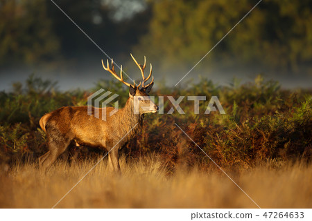 Red Deer standing in the ferns Red Deer standing in the ferns 47264633