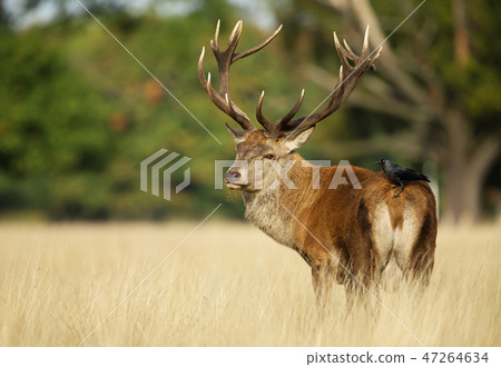 Red deer stag with a jackdaw sitting on the back 47264634
