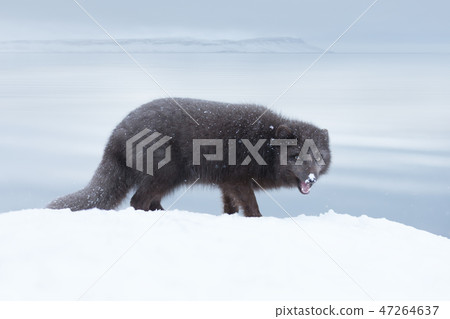 Blue morph arctic fox standing in snow Blue morph arctic fox standing in snow 47264637