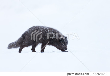 Blue morph arctic fox walking in snow Blue morph arctic fox walking in snow 47264639