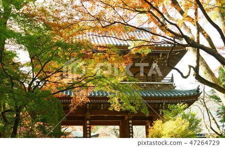 Autumn leaves of Kōsanji Autumn leaves of Kōsanji 47264729