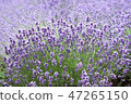 lavender 47265150