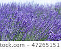 lavender 47265151