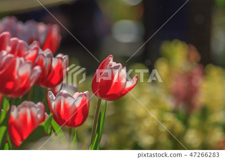 tulip tulip 47266283