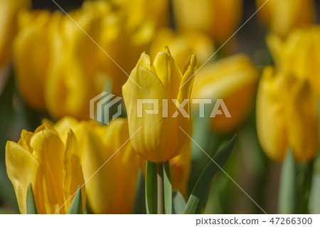 tulip 47266300