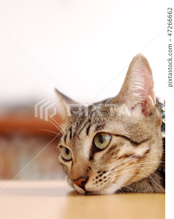 cute short hair young asian kitten grey and black cute short hair young asian kitten grey and black 47266662