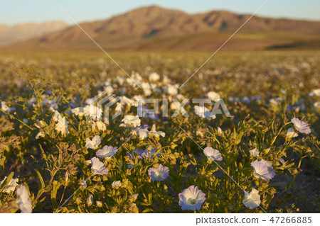 Flowers in the Atacama Flowers in the Atacama 47266885