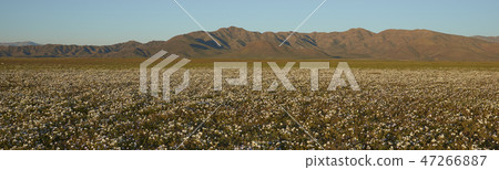 Flowers in the Atacama 47266887