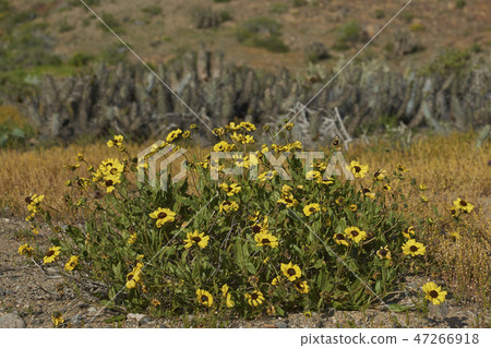 Flowers in the Atacama Desert Flowers in the Atacama Desert 47266918