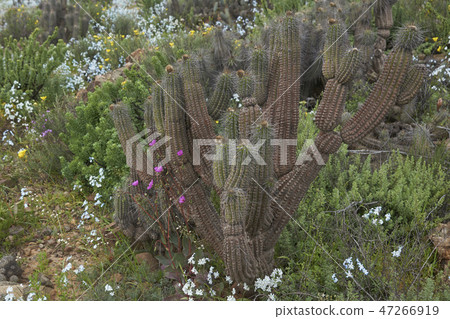 Flowers in the Atacama Desert  47266919