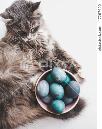 Easter eggs painted with bright colors and kitten Easter eggs painted with bright colors and kitten 47267690